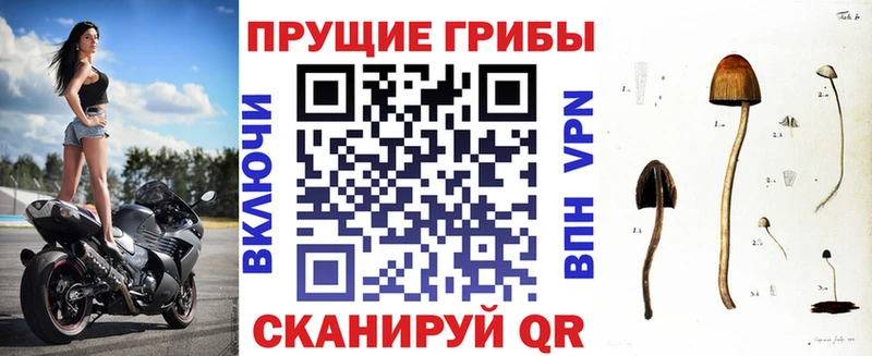 Купить  Мещовск  Псилоцибиновые грибы Psilocybine cubensis 